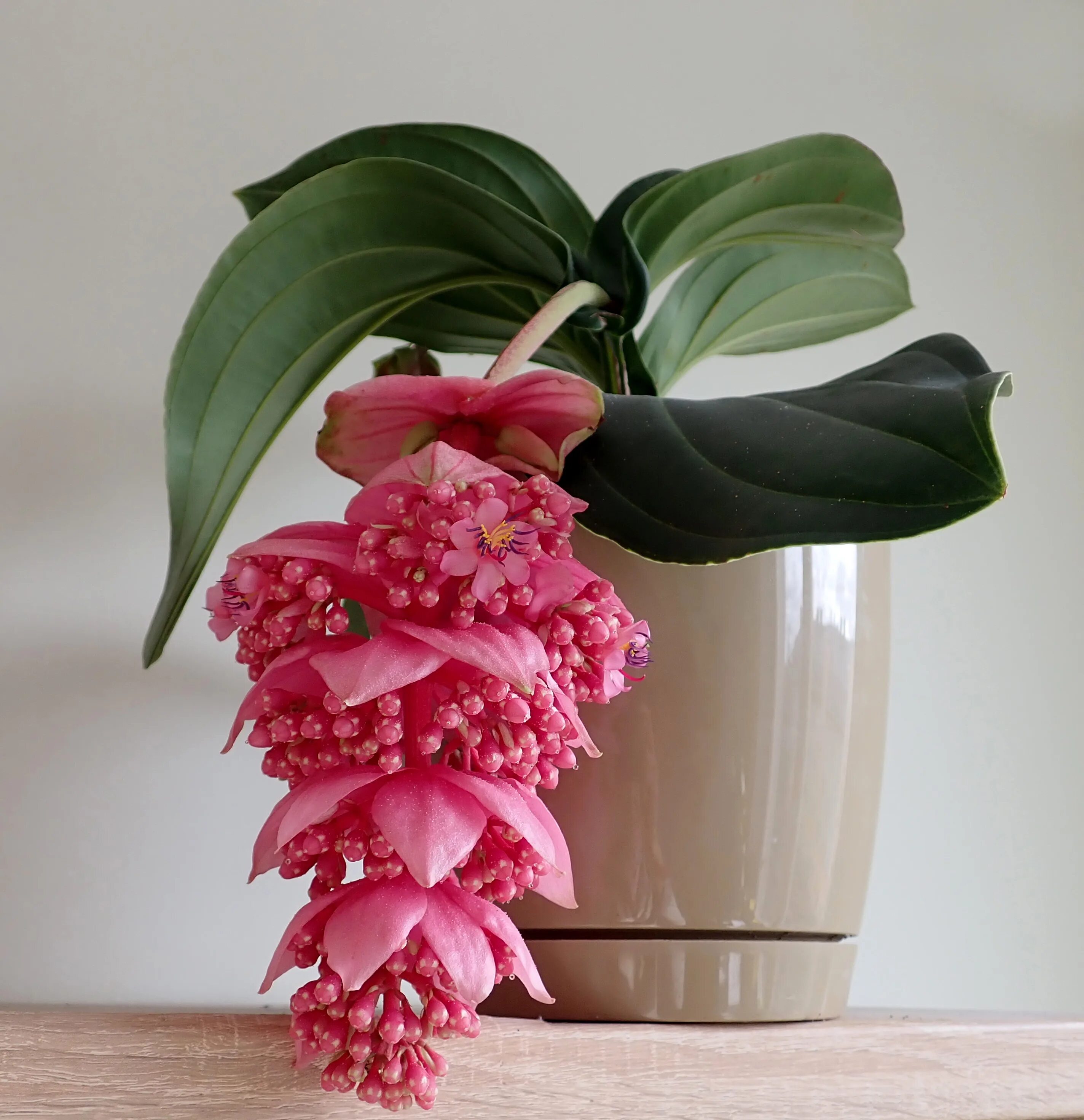 Мединилла цветок Decoration plante, Plante verte, Planter des fleurs