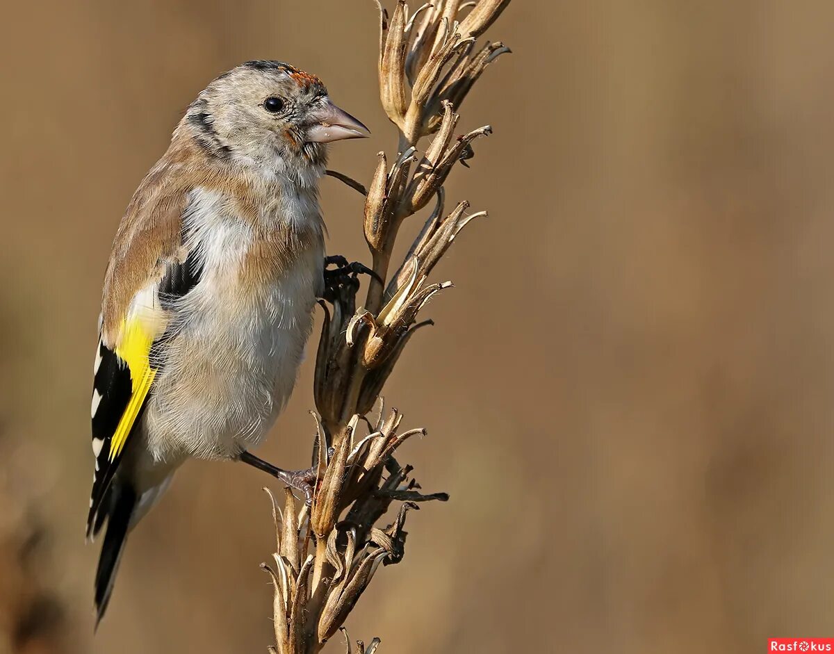 молодой щегол