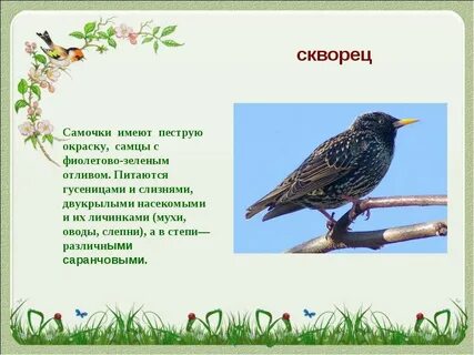 Скворцы составить предложение