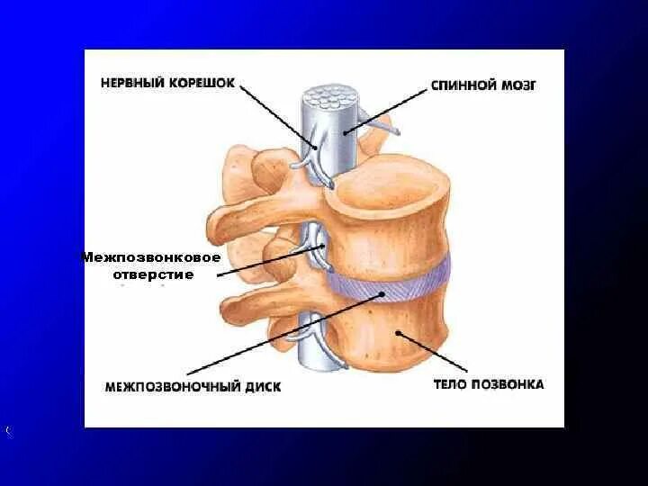 Межпозвоночное отверстие. Межпозвонковые отверстия. Межпозвоночное отверстие анатомия. Что образует межпозвоночные отверстия.