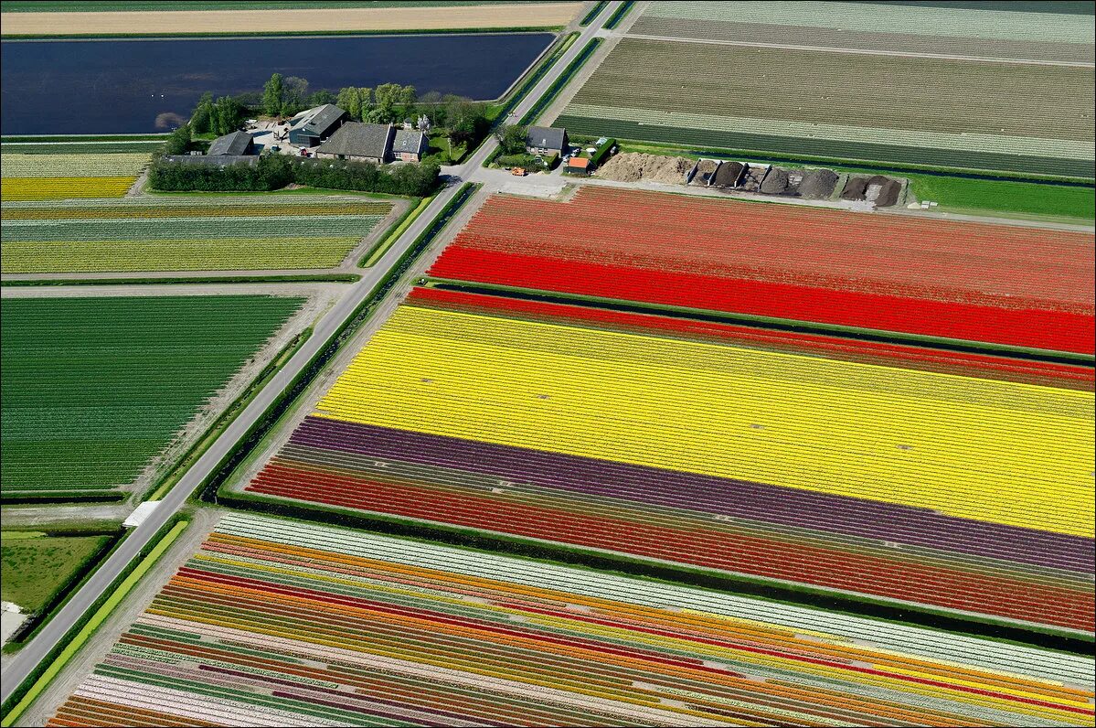 Где находится тюльпановое поле. Тюльпановые поля в Голландии вид с самолета. Тюльпановые плантации в Голландии. Тюльпановое поле в Голландии с высоты птичьего полета. Тюльпановые поля Прованса во Франции.