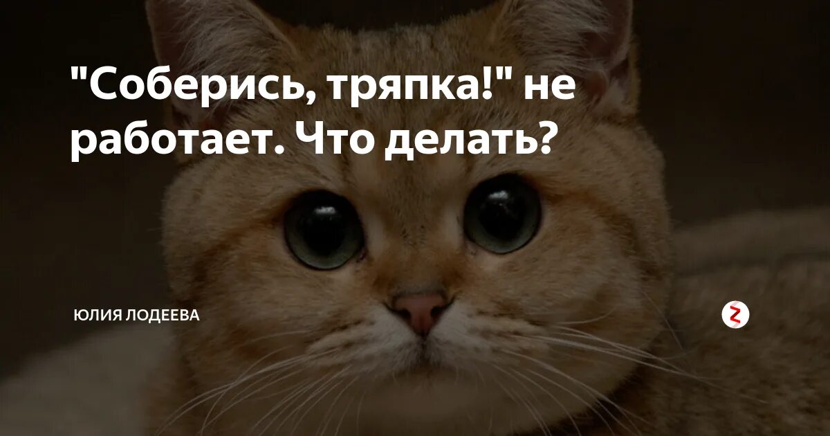 Соберись тряпка. Соберись тряпка