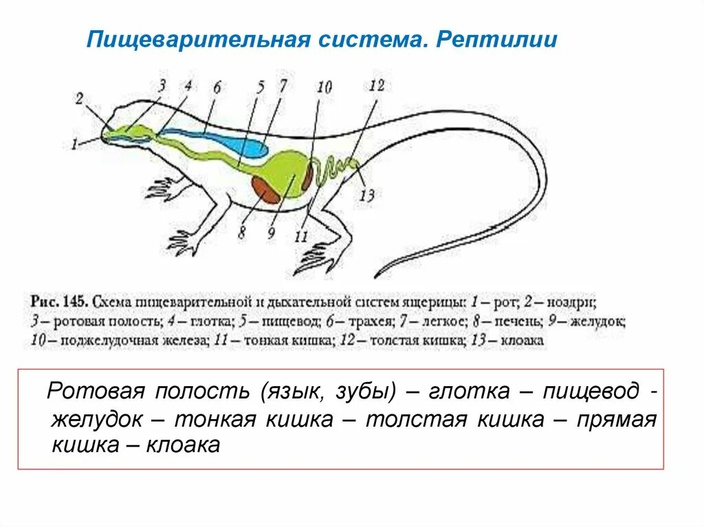 Таблица внешнее строение ящерицы и птицы. Схема пищеварительной и дыхательной систем ящерицы. Пищеварительная система ящерицы схема. Пищеварительная и дыхательная система ящерицы. Строение пищеварительной системы ящерицы.