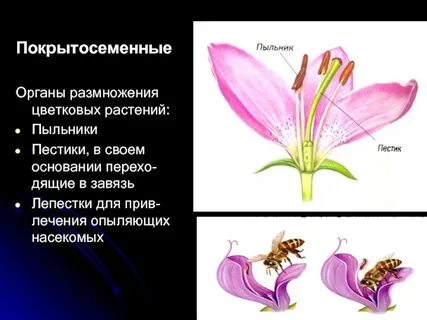 3 покрытосеменных растений название