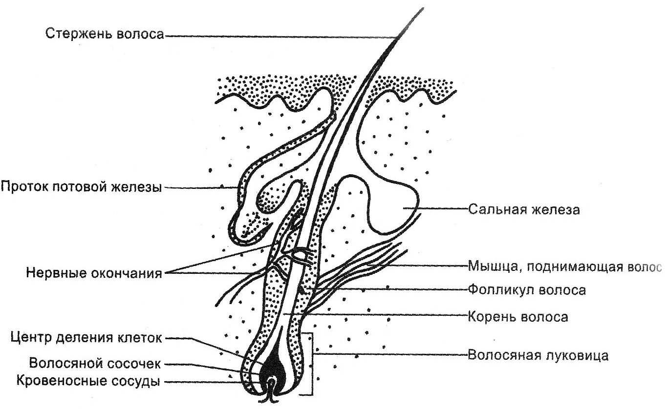 Где расположены сальные потовые железы корни волос. Строение волоса фолликул луковица. Схема строения корня волоса. Строение стержня волоса схема. Строение волоса и волосяного фолликула.