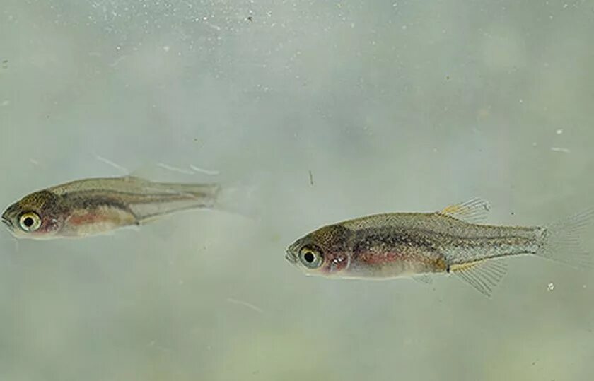 Водоросли мальки рыб окунь. Микрорасбора галактика мальки. микрорасбора галактика личинка. расбора галактика малек. мальки данио.