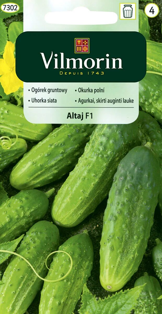 Огурец царская охота f1. Огурцы сорт алтай. Огурец царская охота 6шт f1 семена алтая. Корнишон алтайский ранний. Сорт огурцов миранда.