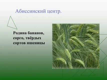 Абиссинский центр какие растения
