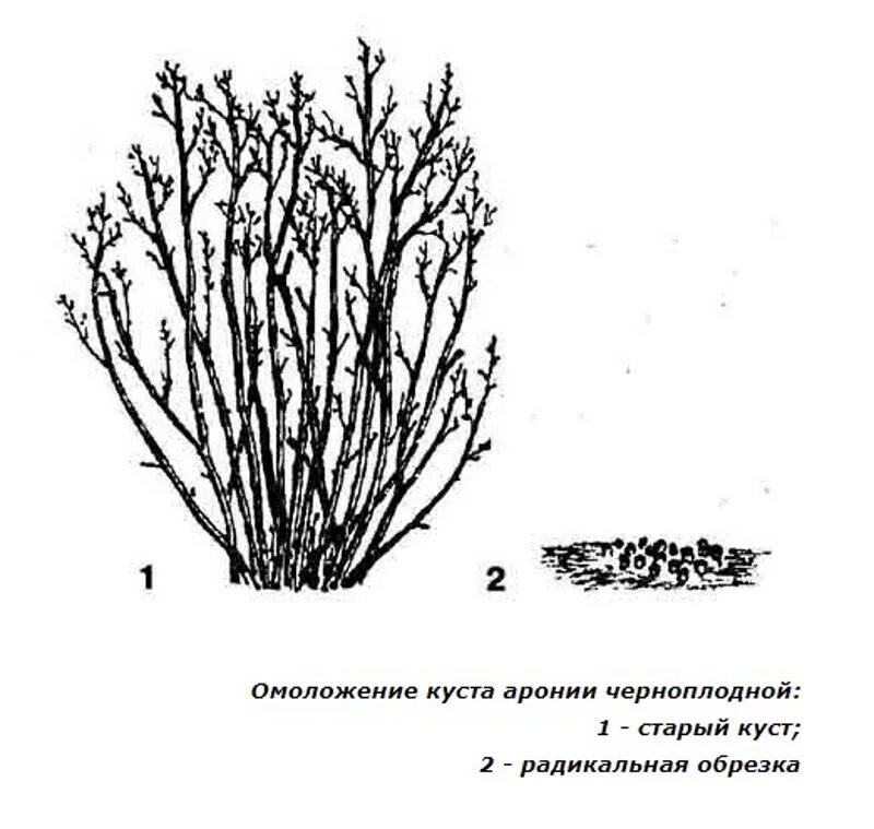 Обрезка черноплодной рябины