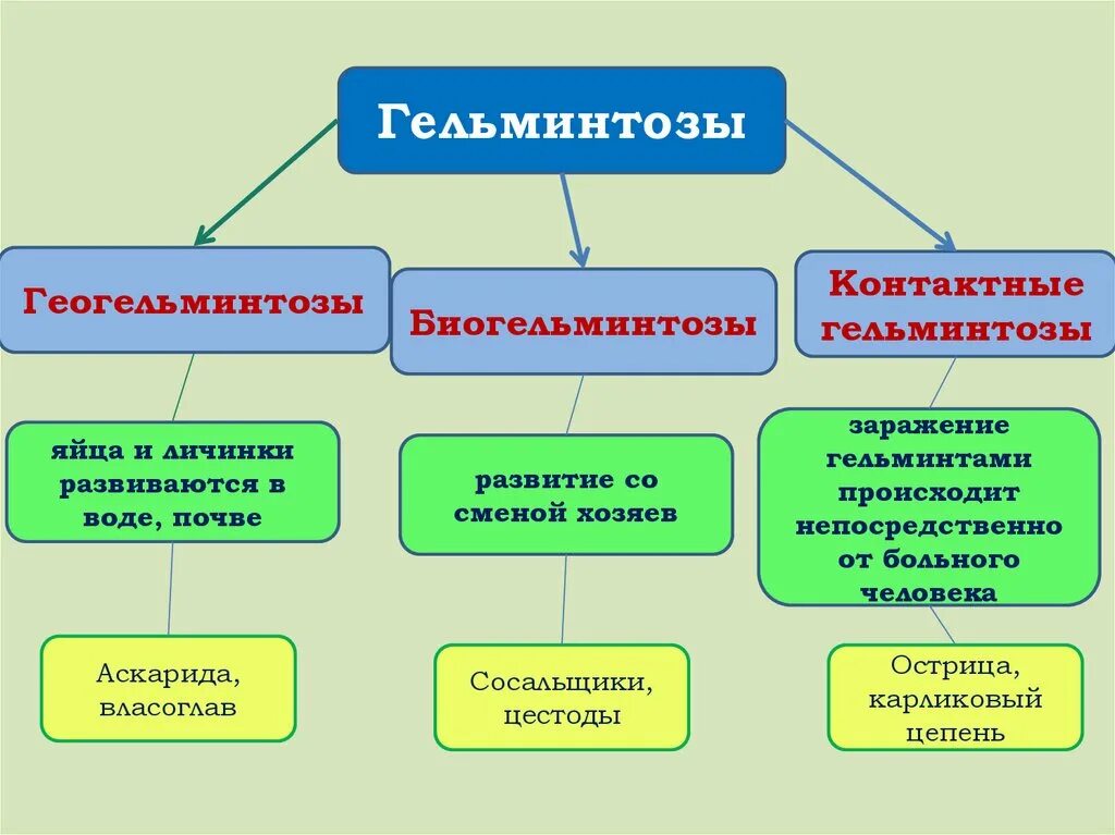 Гельминтозы классификация гельминтозов. Классификация гельминтозов человека. Классификация гельминтов схема. Биогельминтозы