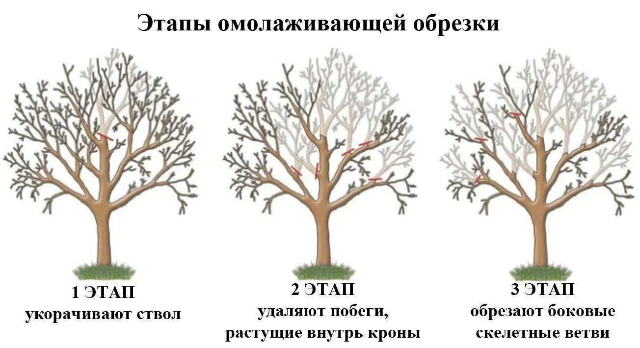 Омолаживающие обрезки деревьев. Обрезка яблонь весной схема. омолаживающая обрезка яблони схема. схема обрезки яблони весной. схема омолаживающей обрезки старой яблони весной.