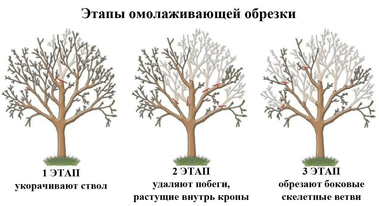 Обрезка запущенной яблони