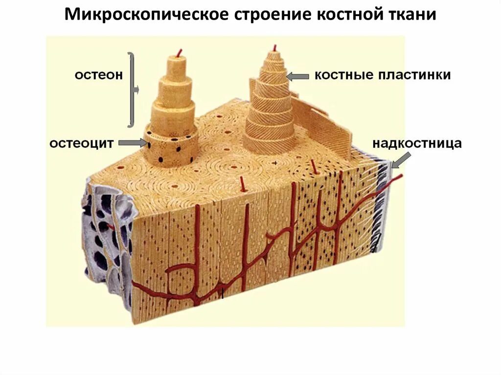 Микроскопическое строение кости Остеон. Надкостница Остеон костные клетки. Микроскопическое строение костной ткани. Микроскопическое строение тканей. Компактное вещество кости состоит из