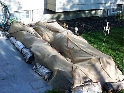 При какой температуре надо укрывать розы