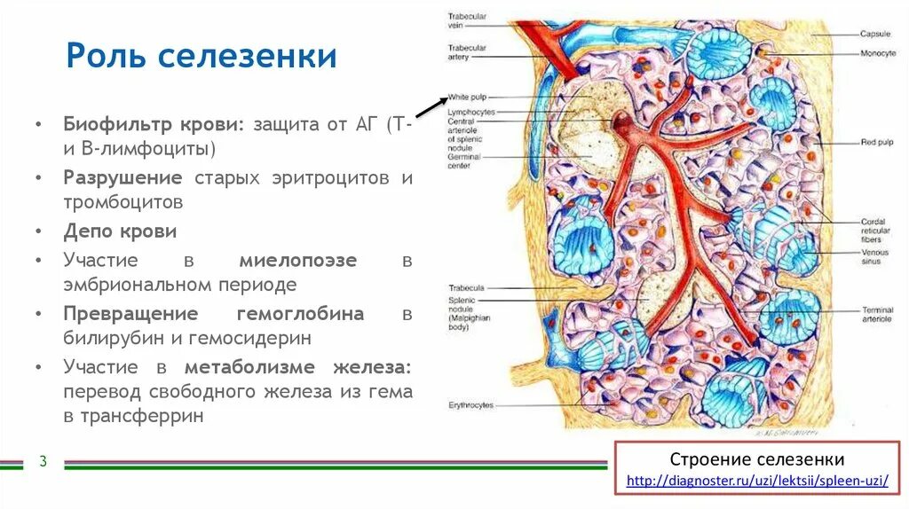 Роль селезенки. Строение селезенки. Селезенка депо эритроцитов. Лимфоциты в селезенке. Можно собакам селезенку