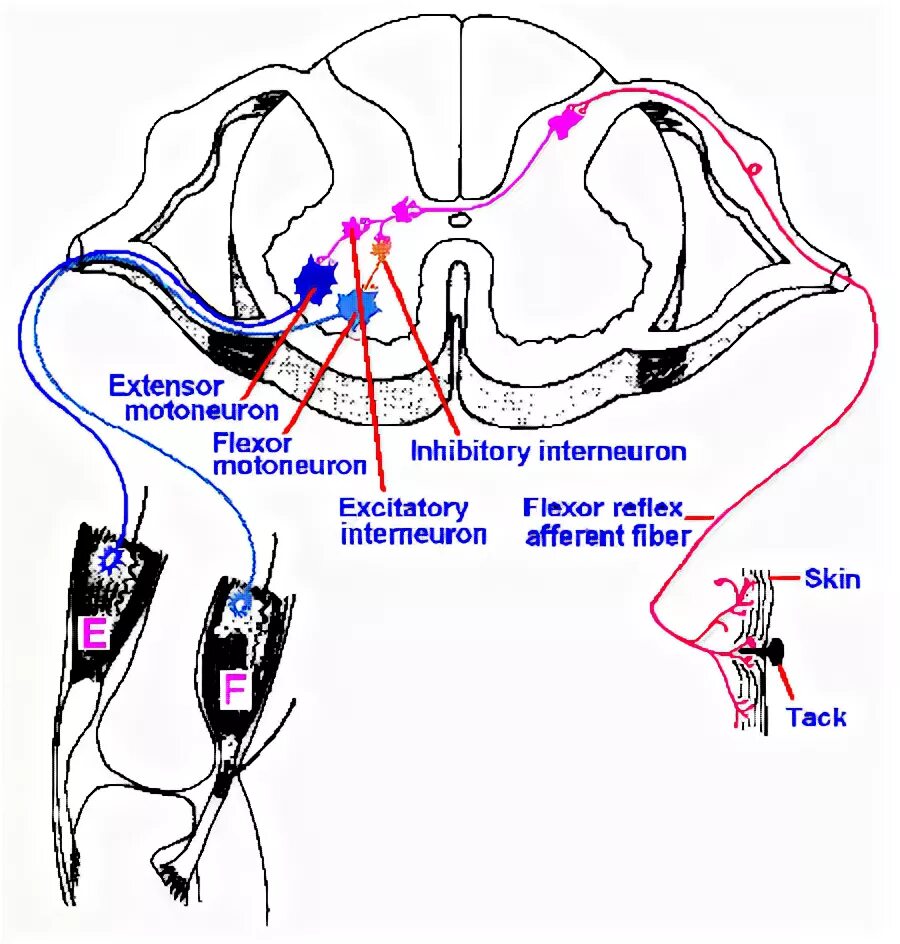 Crossed extensor Reflex. Висцеро соматический рефлекс. Прием Ендрассика физиология.