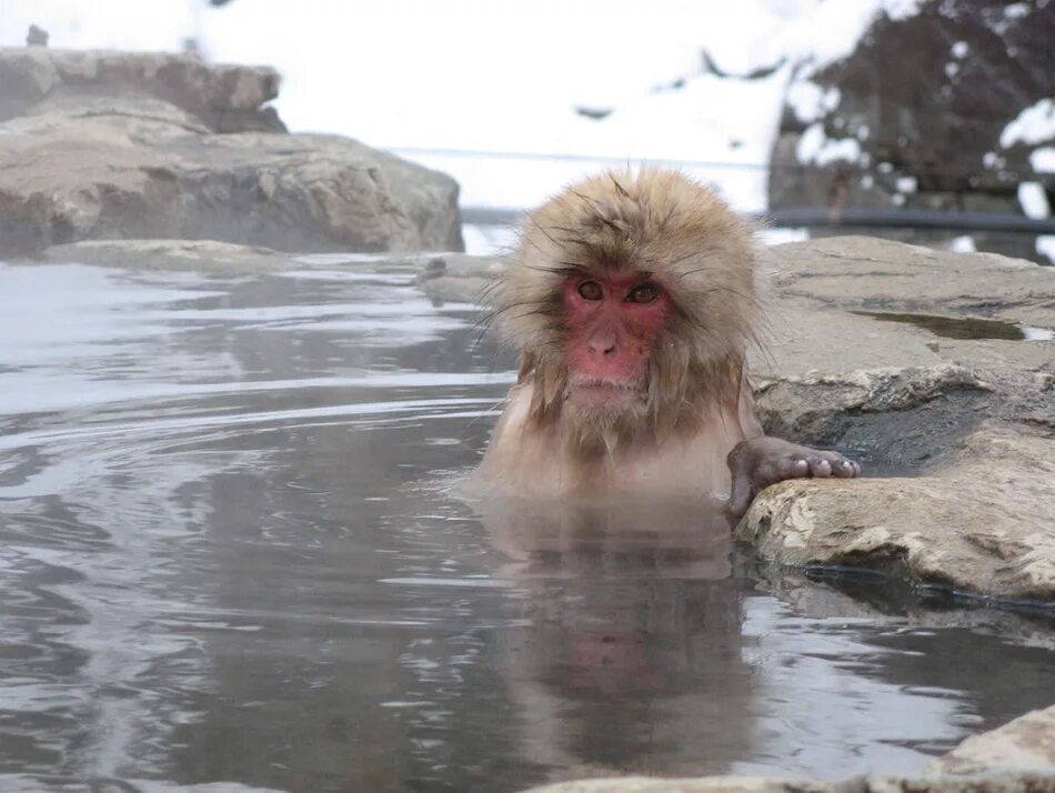 Японские обезьяны. Японские макаки. Обезьяна в горячем источнике. Японские макаки в гейзерах. Обезьяна купается в теплой воде