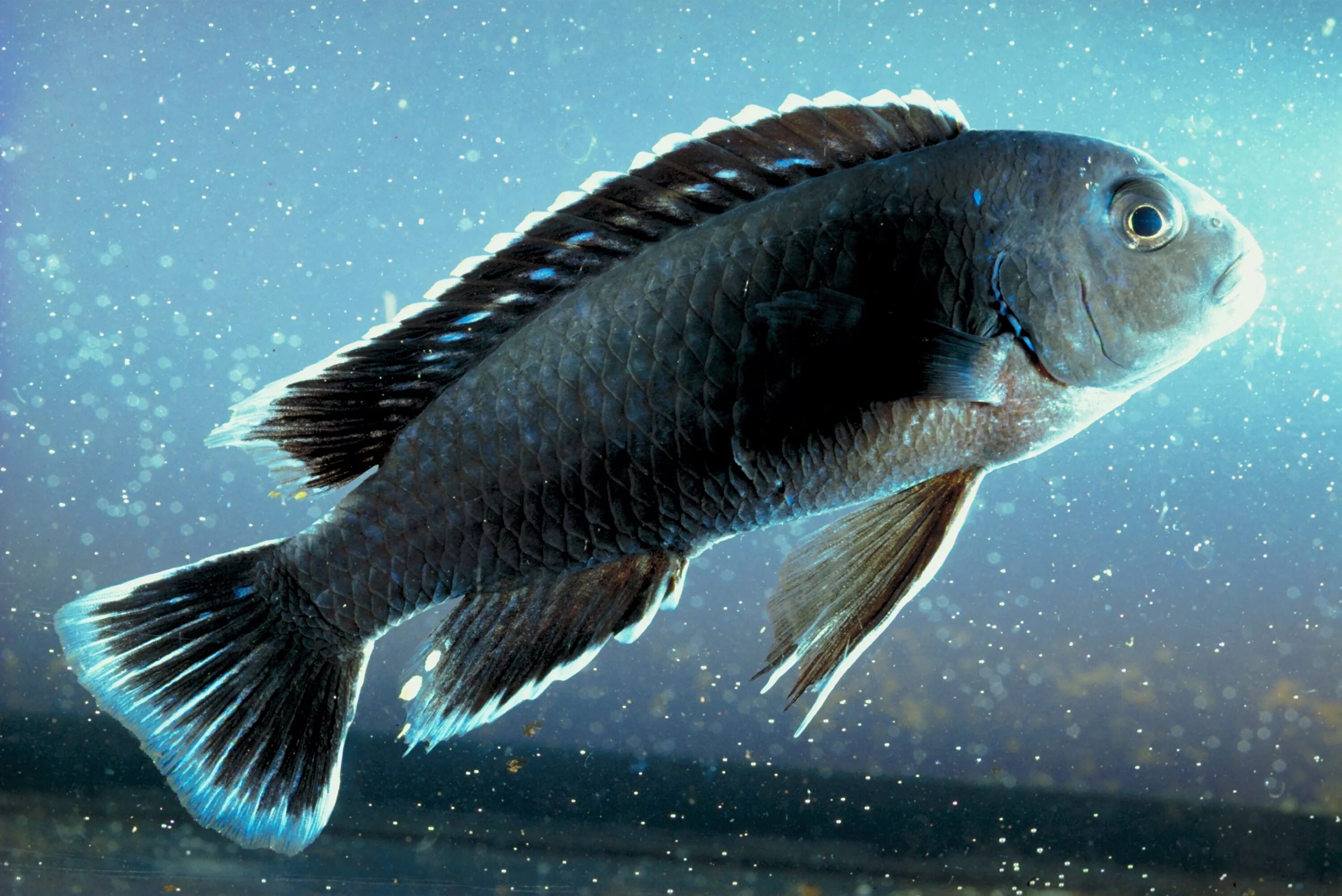 Моллинезия жемчужная. Нотобранхиус кардиналис. Fish breed. Аквариумная рыбка карасик красный. Размножение рыб фото.