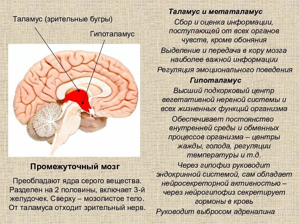 Функции гипоталамуса промежуточного мозга. Отделы промежуточного мозга эпиталамус функции. Зрительные Бугры таламус функции. Промежуточный мозг таламус гипоталамус. Что такое таламус