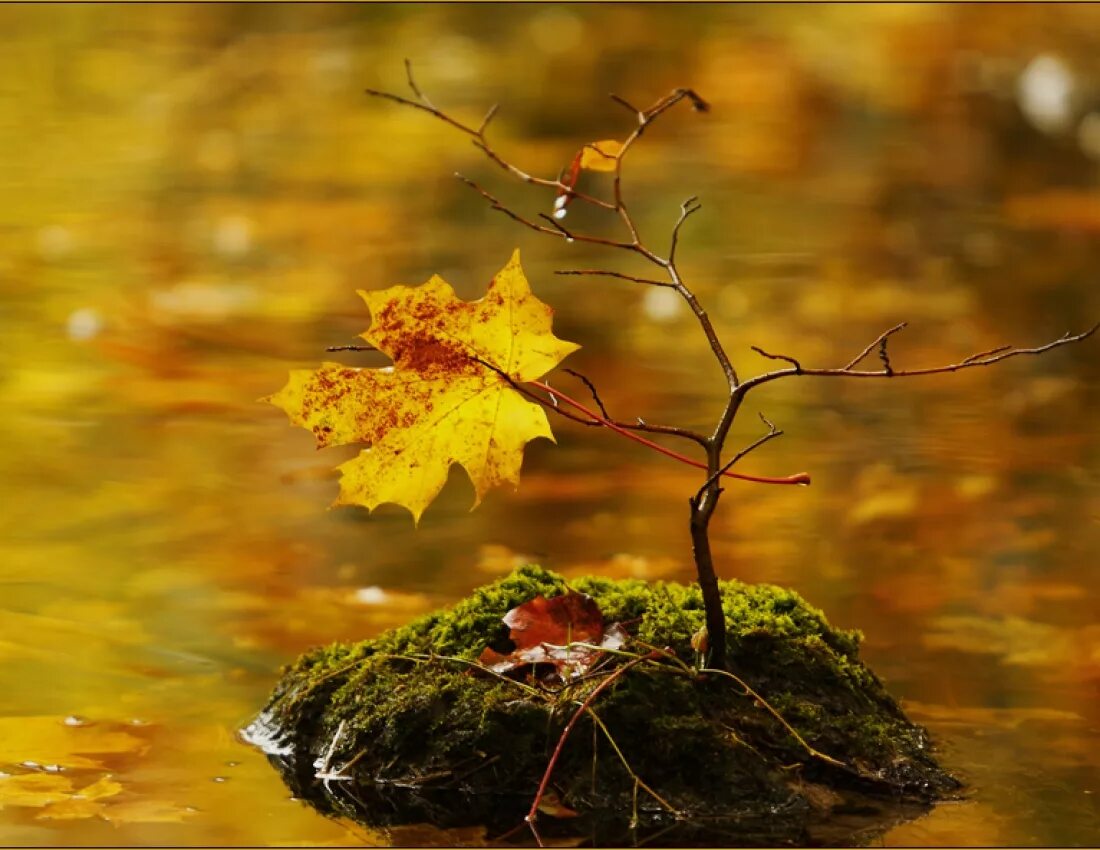 Осенний замечать. Осенний мотив. Осенние размышления. Чудеса осени. Осенняя пора.