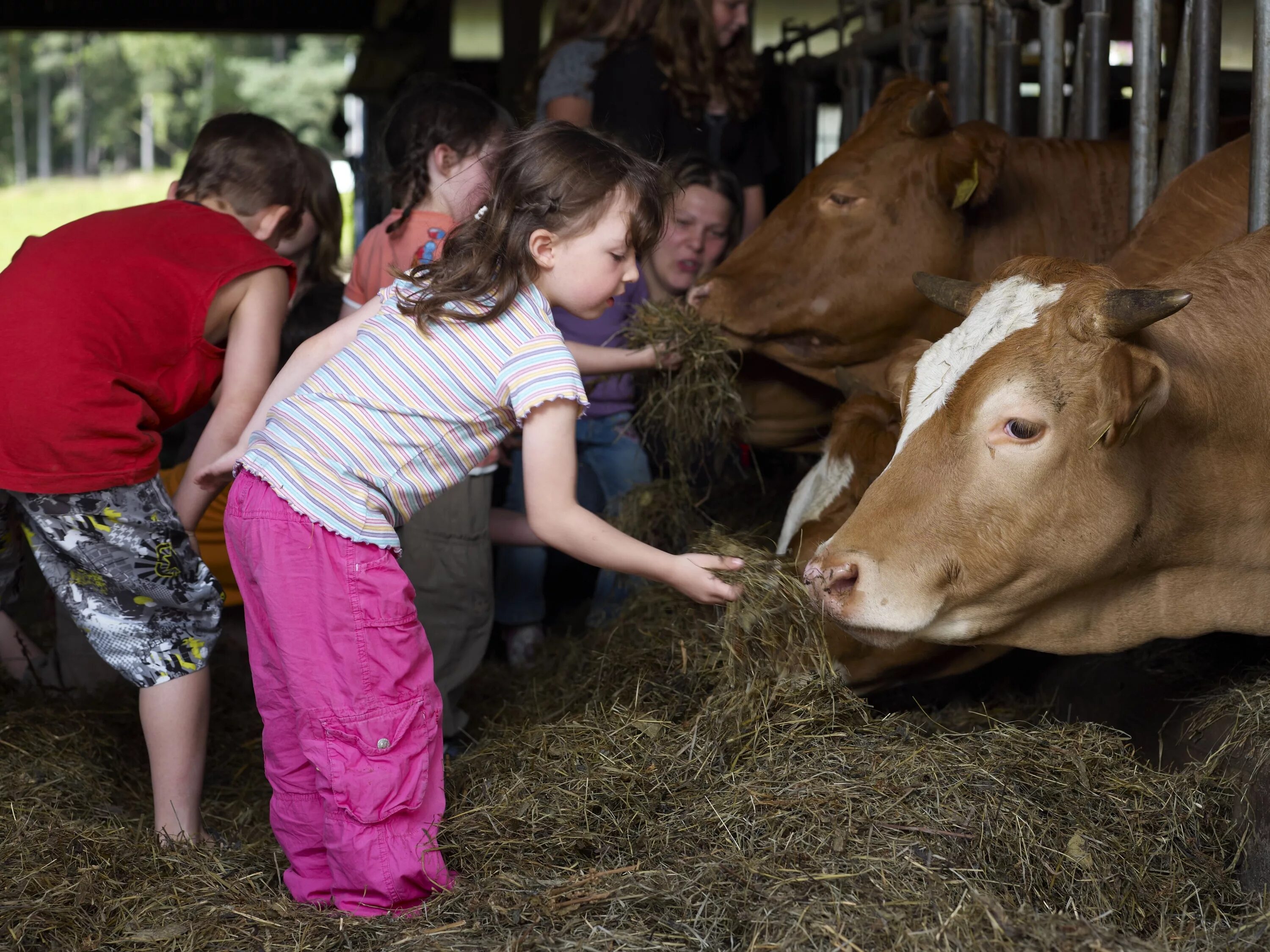 Работа семейный пара проживания ферму. Семейная ферма. Фермер с коровой. Грант для семейных животноводческих ферм. Картинки фермеров в голландии.