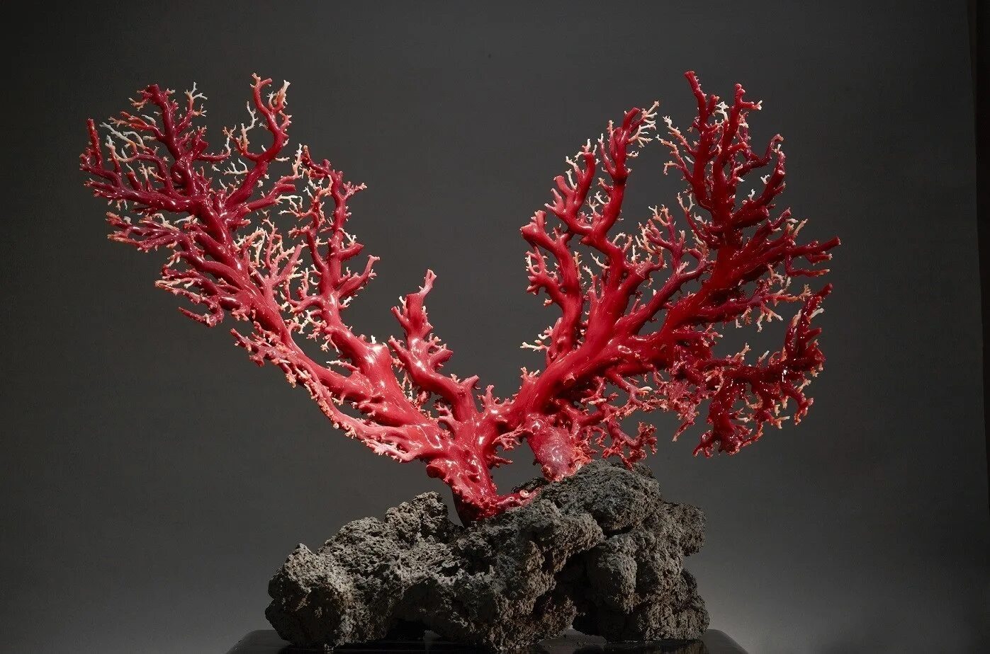 Red coral. Красный коралл царство. Кустистый коралл. Коралловая ветвь Геншин. Оленерогий коралл.