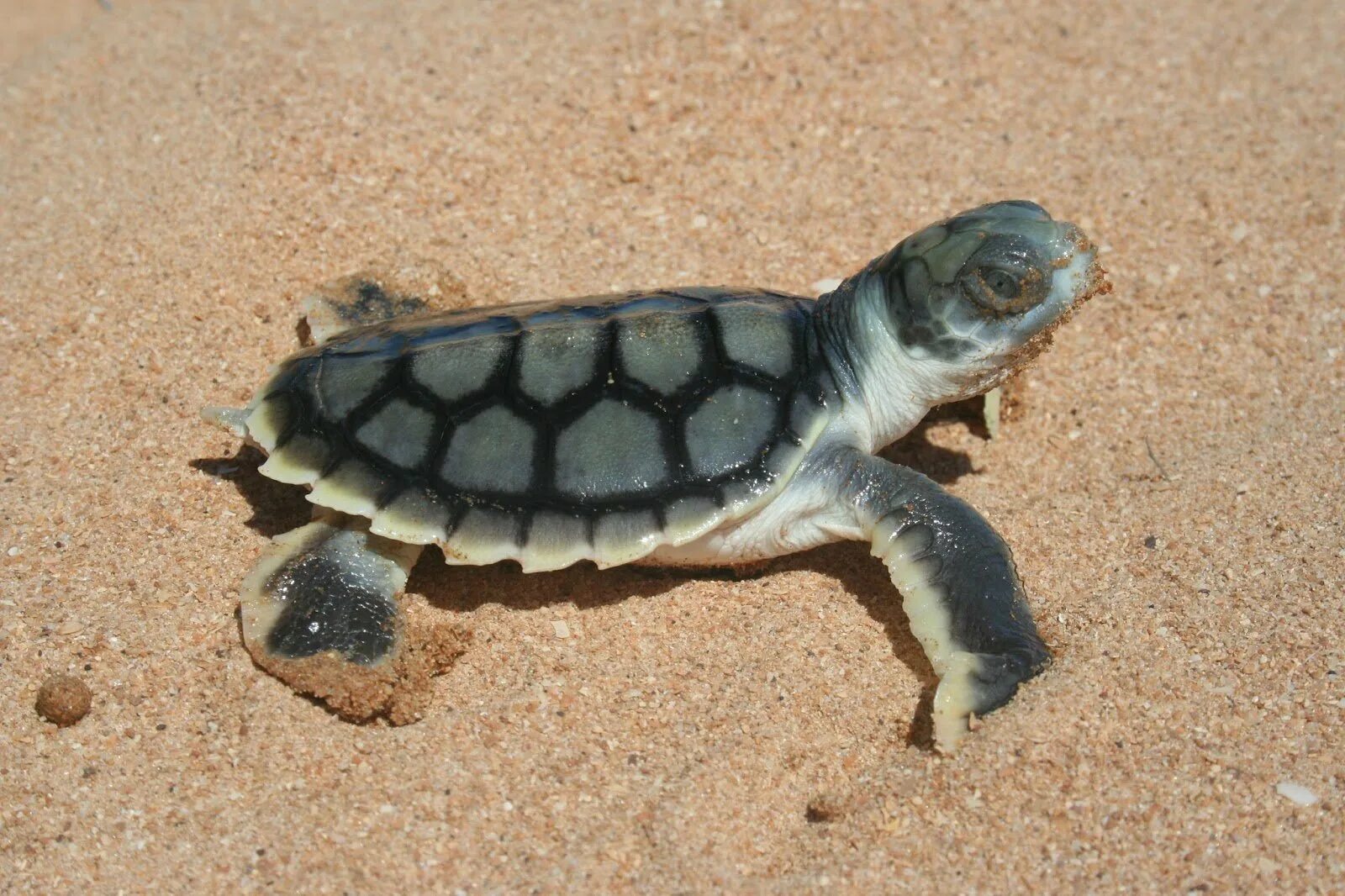 Мадагаскарская клювогрудая черепаха. Суматранская черепаха. Какуана черепаха. Скрытошейные черепахи. Ласты черепахи