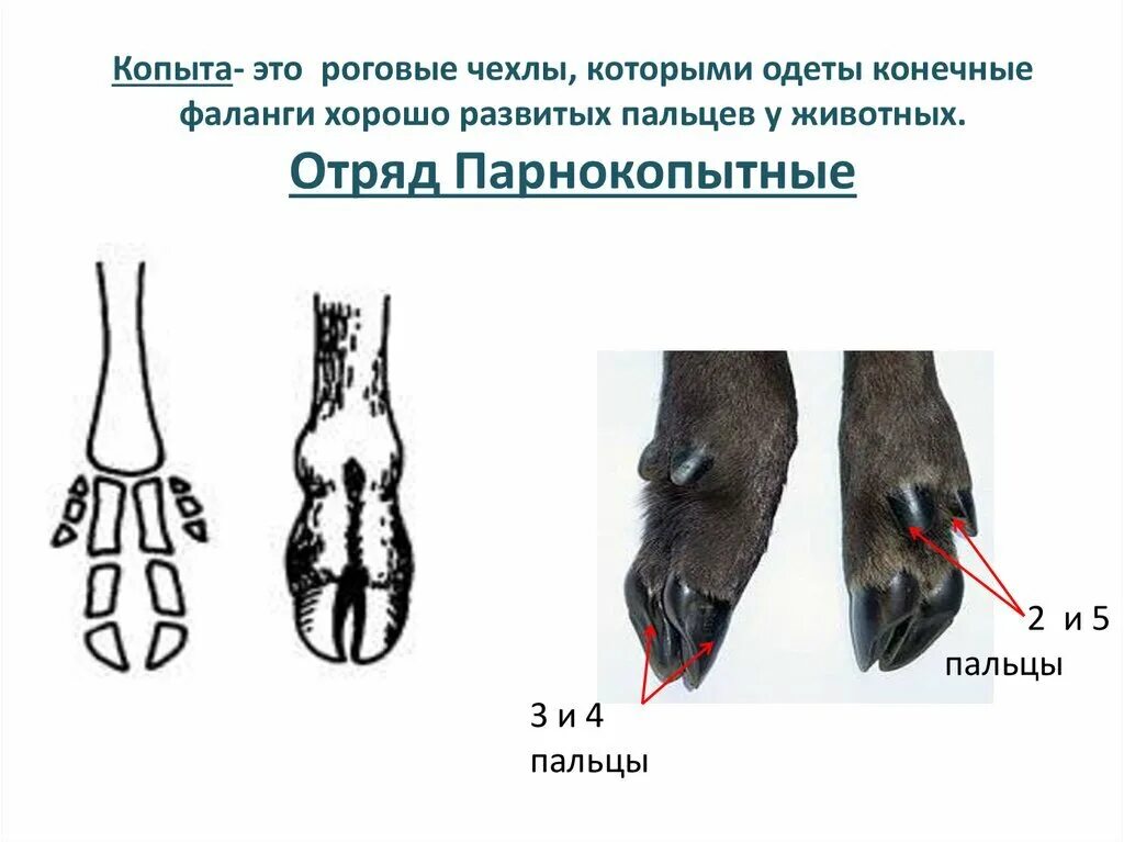 Строение конечностей парнокопытных и непарнокопытных. Строение копыта непарнокопытных. Строение копыта парнокопытных животных. Строение конечностей копытных.