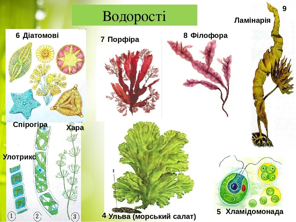 Ульва строение. Ульва - это высшие или низшие растение. Ульва низшее или высшее растение. Лист водоросли Ульва.