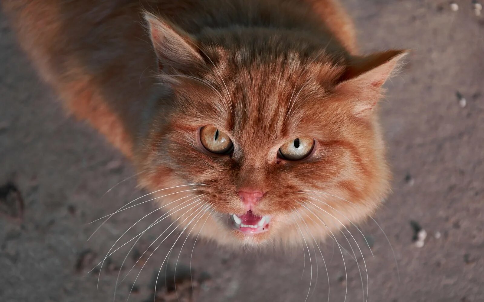 Рыжий кот нападает. Злой рыжий кот. рыжие коты. злая кошка. злые рыжие коты.