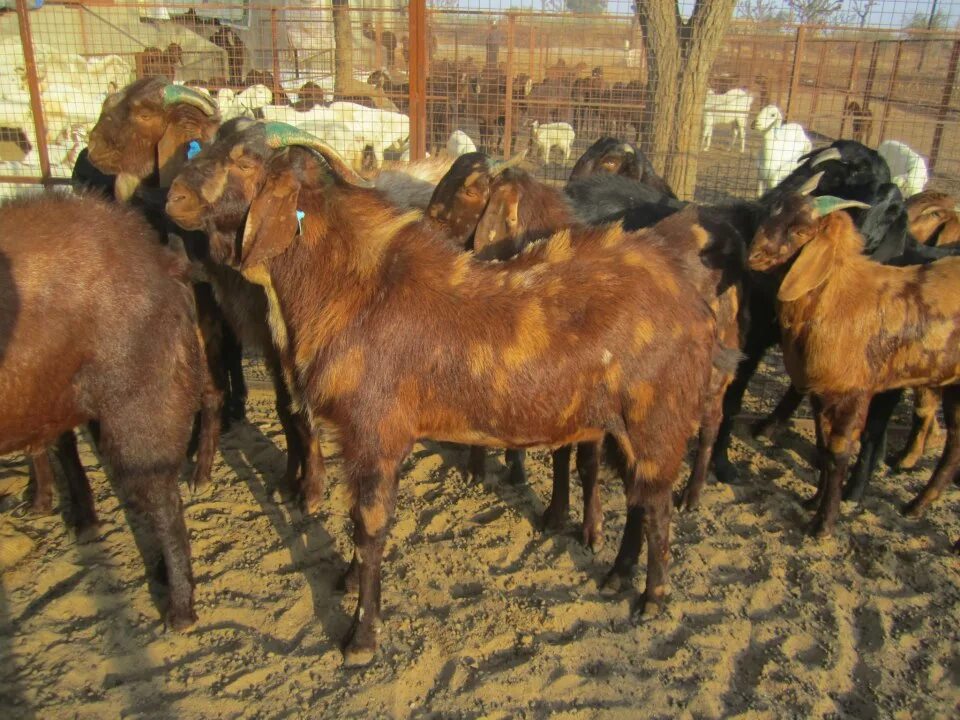 Джамнапари порода коз. Афганская порода коз. Козы индийской породы. Мясные породы коз. Козы в Афганистане.