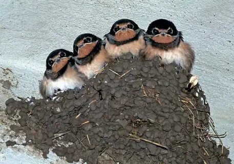 Микаэланың порно видеосын қараңыз