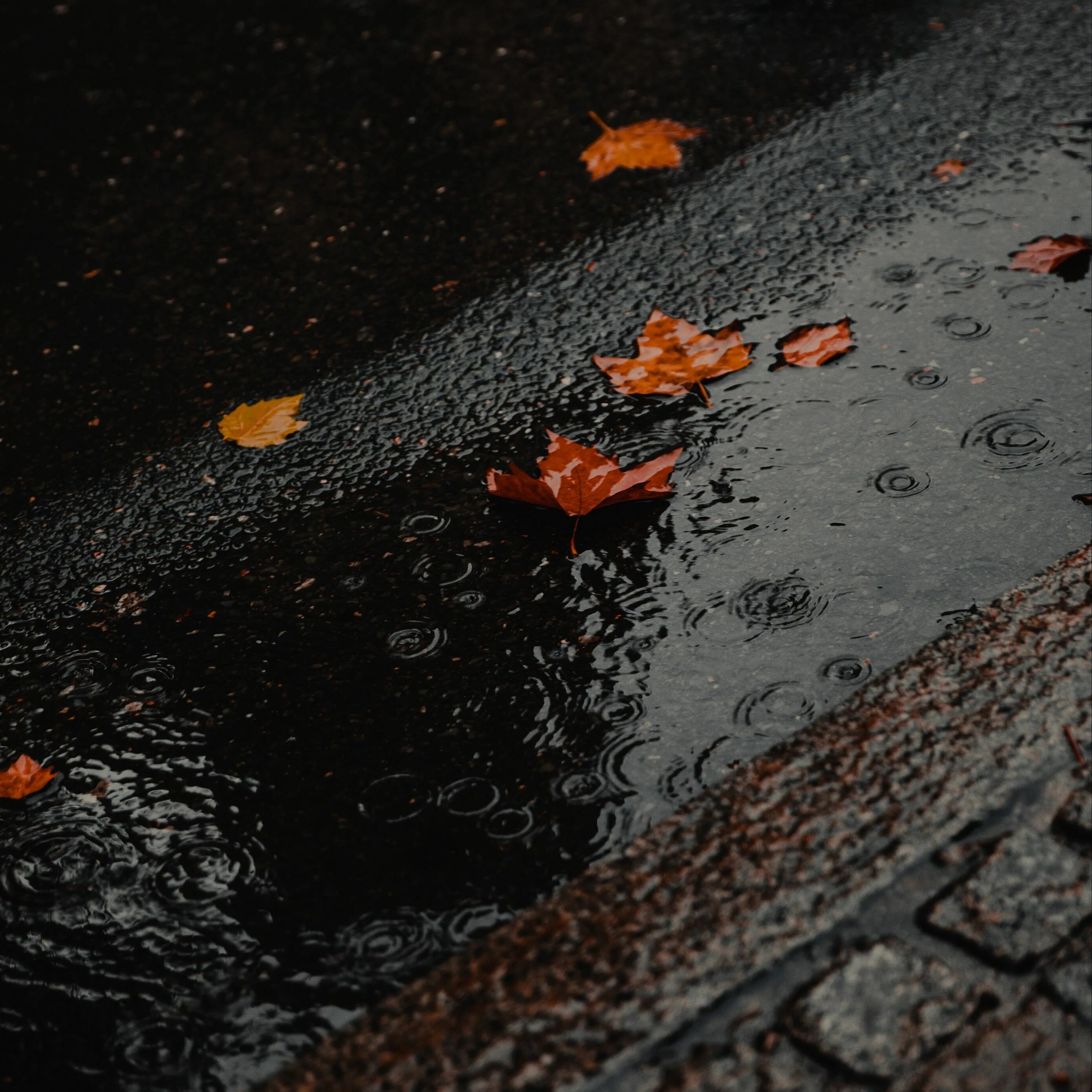 На асфальте капли крови разбито лобовое песня. Дождливая осень. Листья на асфальте. Капли на асфальте. Мокрый асфальт.