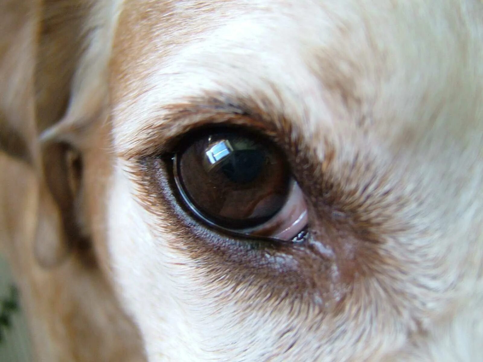 У щенка текут глаза. Хламидийный конъюнктивит у собак. Лимбальный кератоконъюнктивит. Кератоконъюнктивит Пекинес. Фолликулярный конъюнктивит у собак.