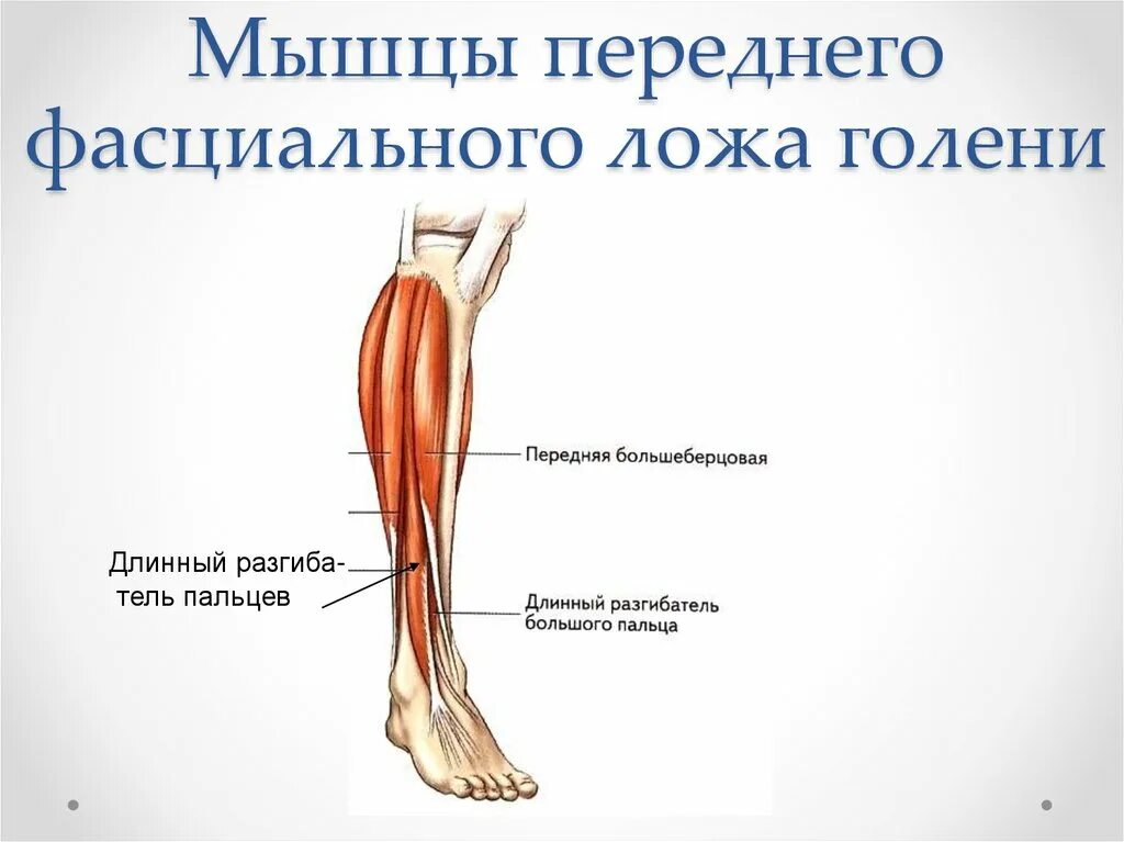 Переднее ложе голени