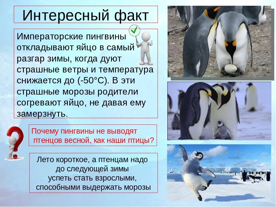 Рассказ про пингвина 1 класс. Факты о пингвинах. Интересные факты о бо пингвинах. Пингвин для детей. Интересные факты перо пингивинов.