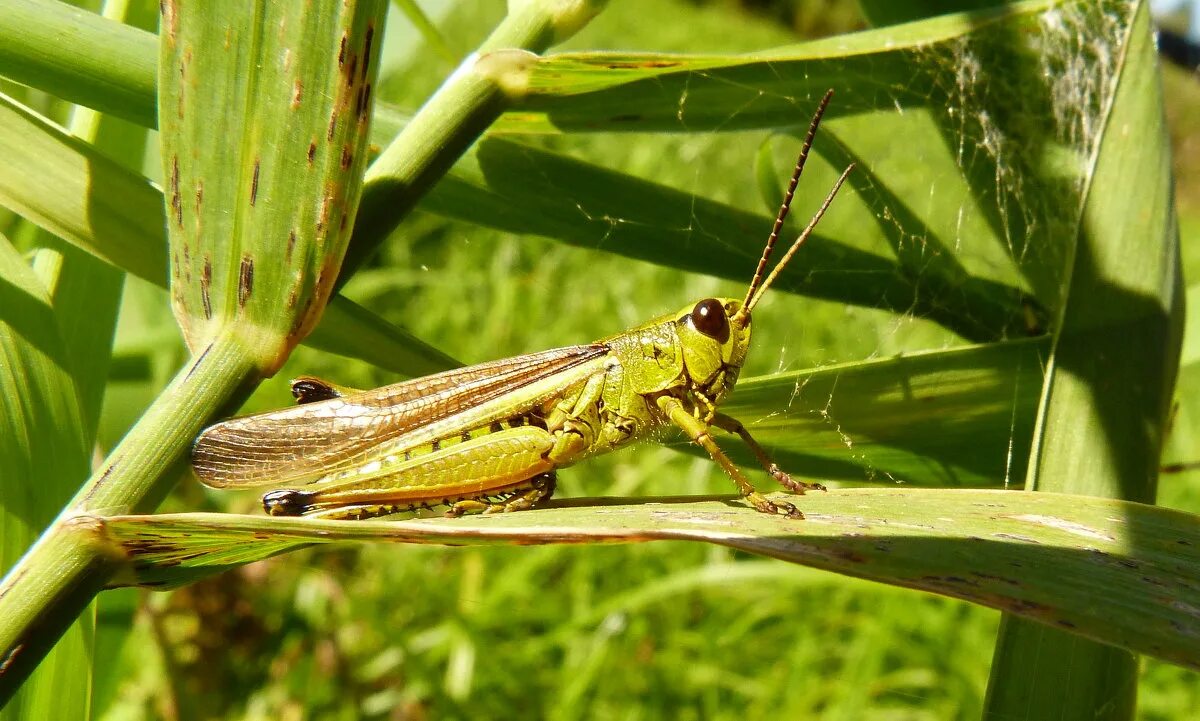 Мимикрия мод читы. Куртка дэвида мартинеса cyberpunk. Мимикрия это в биологии. Куртка дэвида мартинеса cyberpunk 2077. Богомол мимикрия.