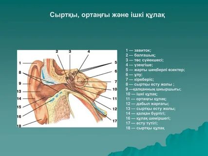 Ұрланған ұялы телефондардан порно