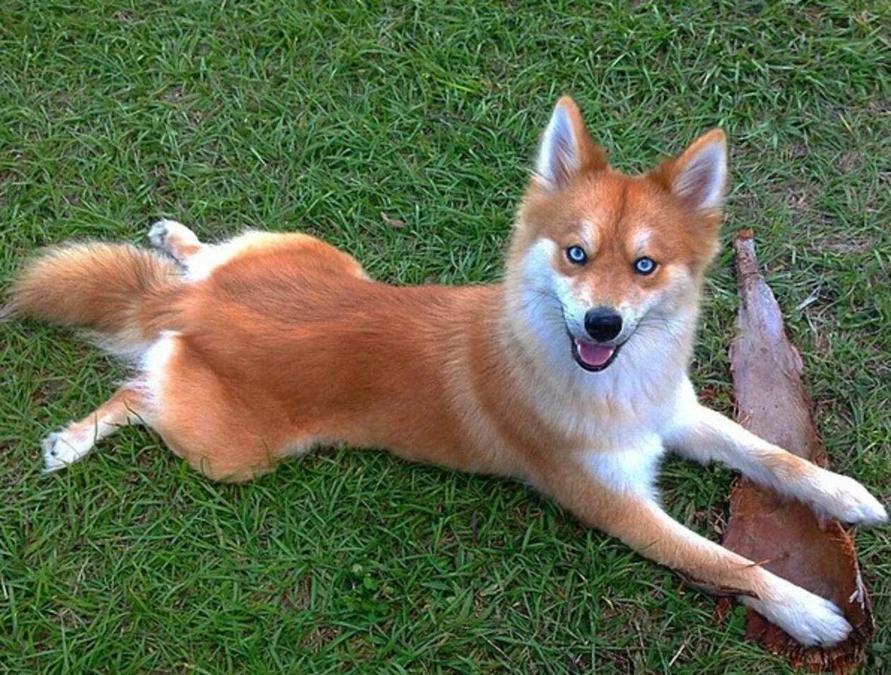 помски собака рыжая. шиба ину маленькая лисичка. порода помски рыжий. собака лиса порода маленькая. собака лиса порода маленькая.