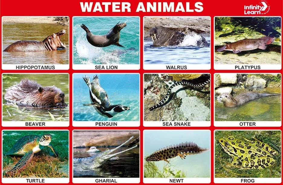 Animals that live. Water animals. sea animals list. animals that live in water. sea animals names.