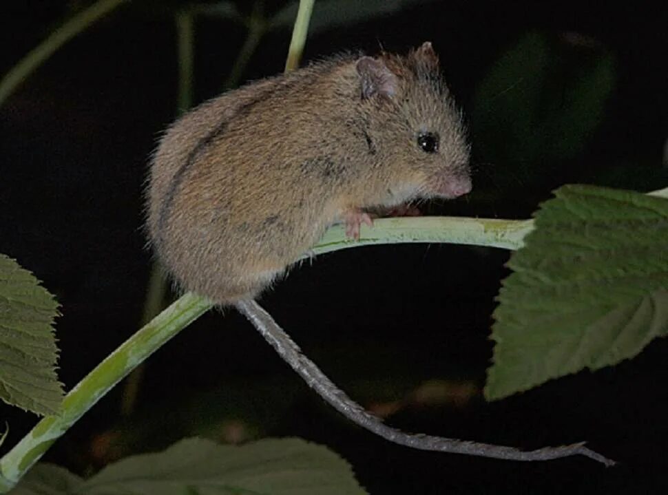 Мышь отряд. Мышовка Степная – Sicista subtilis. Лесная мышовка. Тёмная мышовка. Тянь Шаньская мышовка.