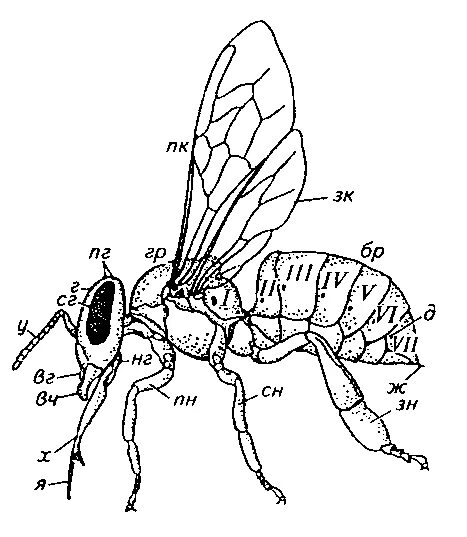 Отделы тела пчелы медоносной. Внешнее строение медоносной пчелы. Строение пчелы медоносной. Анатомия пчелы медоносной. Окраска тела пчелы