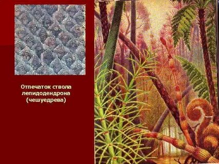 Псилофиты покрытосеменные