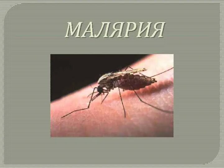 Первичная малярия это. Возбудитель малярии в Комаре. Презентация на тему малярия.