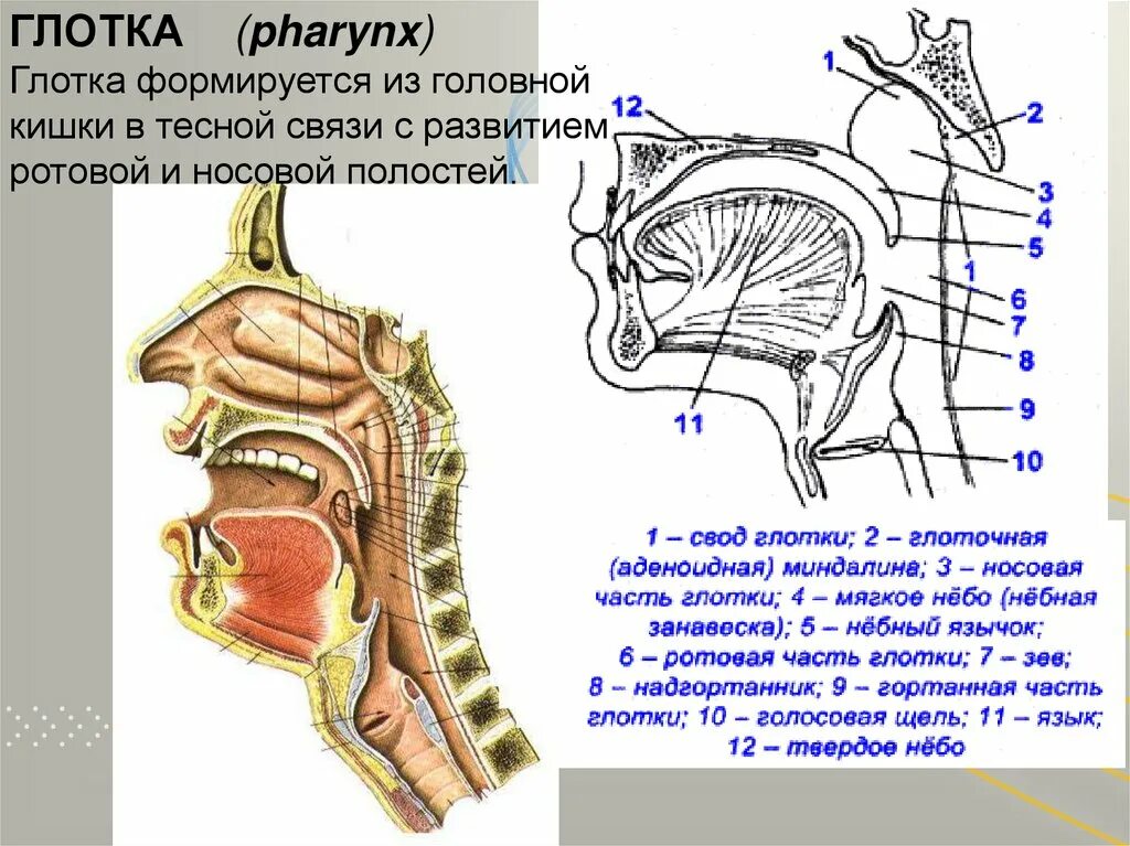 Топография глотки анатомия. Строение и топография глотки. Глотка границы анатомия. Карманы глотки