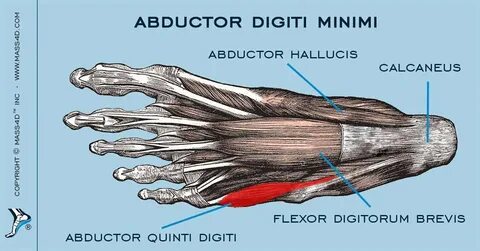Abductor