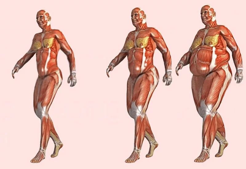 В толще мышц. Мышцы тела человека. В толще мышц. Толстый и стройный мужчина. Мускулы человека.