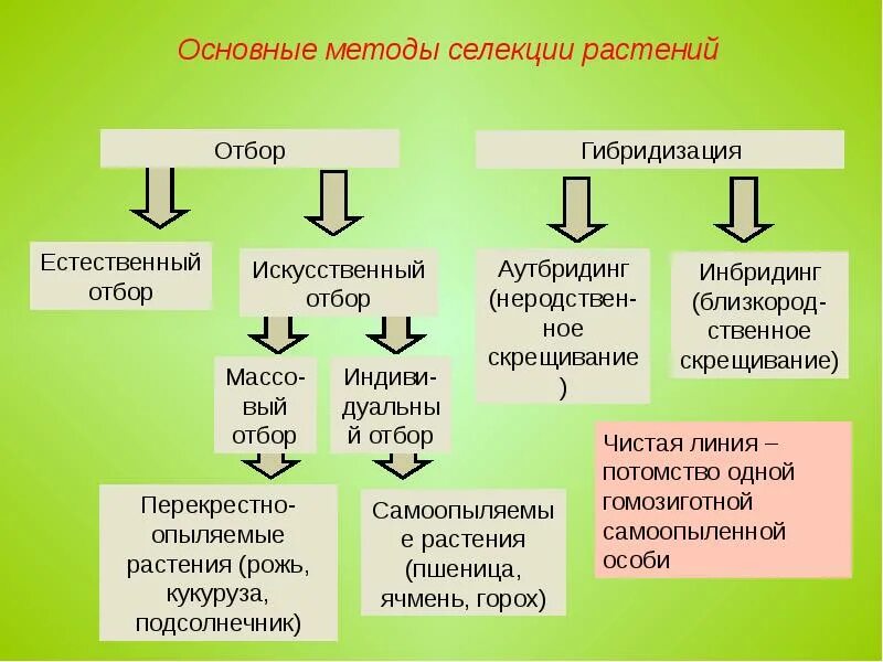 Чистая линия это потомство. Таблица по биологии основные методы селекции растений. Основные методы селекции отбор гибридизация мутагенез. Классификация методов селекции. Методы отбора биология 9 класс.