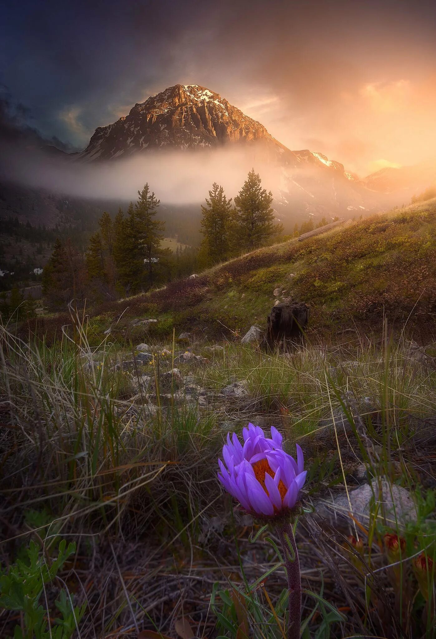 Великолепие 3. Красивая природа. Южная корея поле космея горы. Великолепие 3. Великолепие 3.