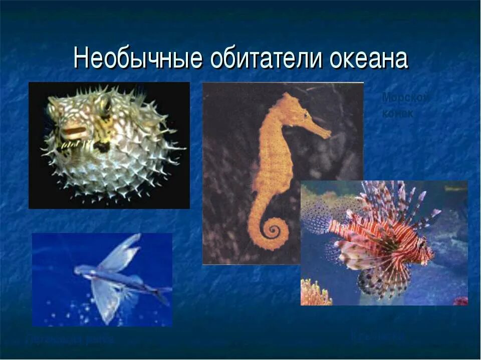 Урок 6 класс жизнь в океане. Жизнь в океане 7 класс. Жизнь в океане презентация. Сообщение удивительные обитатели океана. Доклад по географии жизнь в океане.
